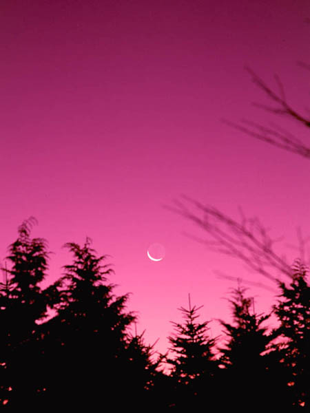 ���Ă��ɏ��錎