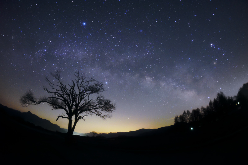 �R���̖؂ɉ˂���V�̃A�[�`