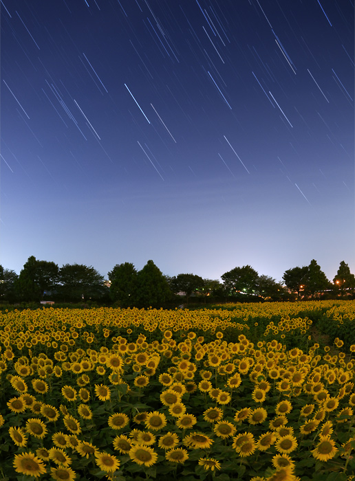 ����̂Ђ܂�蔨