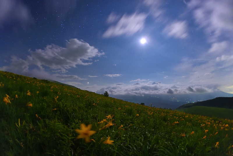 �j�b�R�E�L�X�Q�̍炭�u