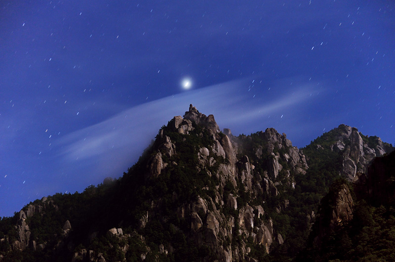 �R���̖ؐ�