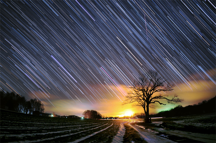 ���}�i�V�̖؂Ƌ���